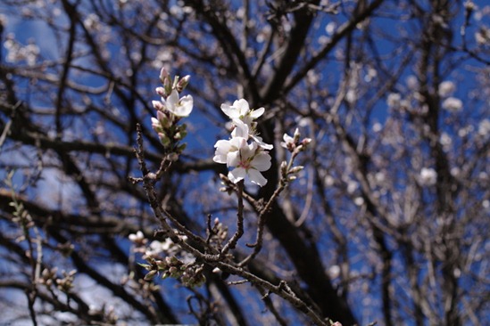 almond blossom 1
